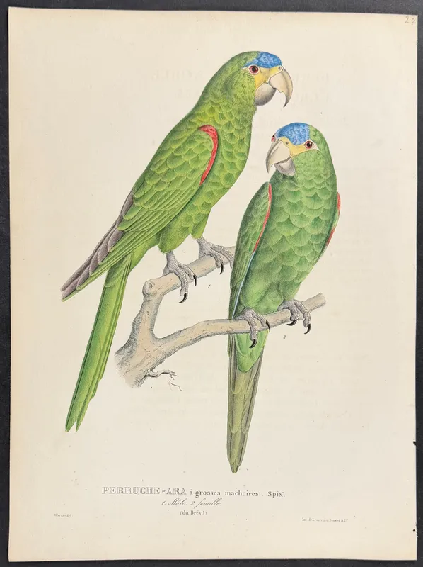Bourjot Saint-Hilaire - Large-jawed Parakeet-Macaw [Perruche-Ara a grosses machoires] from auction in Franklin, Tennessee