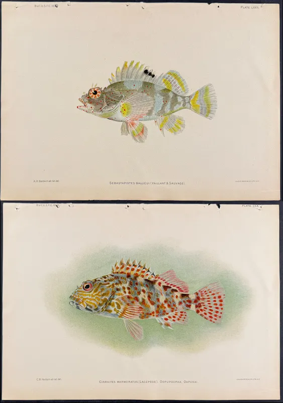 Bien, Hawaii - 4 Fish Prints from auction in Franklin, Tennessee