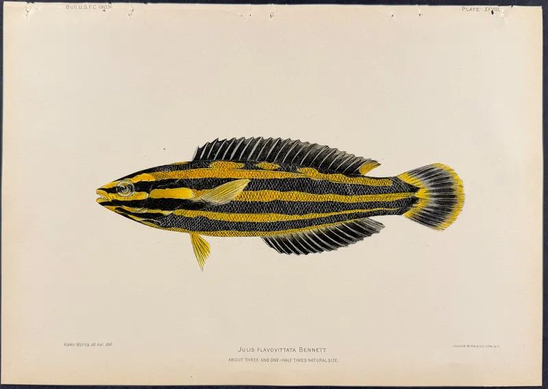 Bien, Hawaii - Yellowstripe Coris or Wrasse [Julis Flavovittata] from auction in Franklin, Tennessee