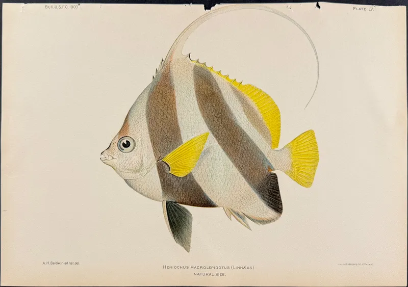 Bien, Hawaii - Pennant Coralfish [Heniochus Macrolepidotus] from auction in Franklin, Tennessee