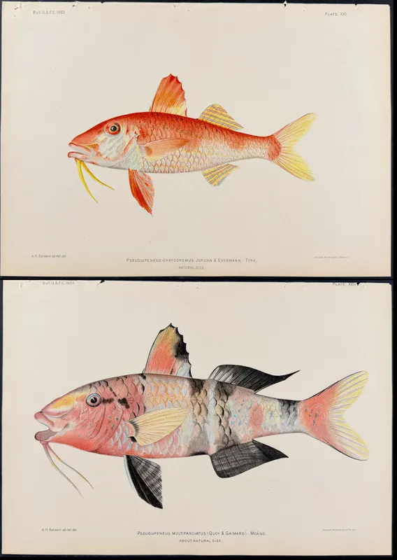 Bien, Hawaii - Pair of Goatfish Prints from auction in Franklin, Tennessee