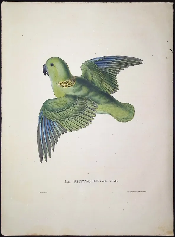Bourjot Saint-Hilaire - Parrot [Psittacula Squammato Torquata, La Psittacule a Collier Ecaille] from auction in Franklin, Tennessee