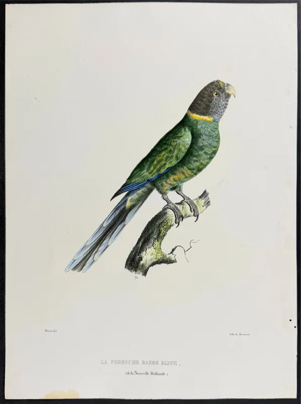 Bourjot Saint-Hilaire, Australia - Twenty-eight Parrot [La Perruche Barbe Bleue, Conurus Caeruleo-barbatus] from auction in Franklin, Tennessee