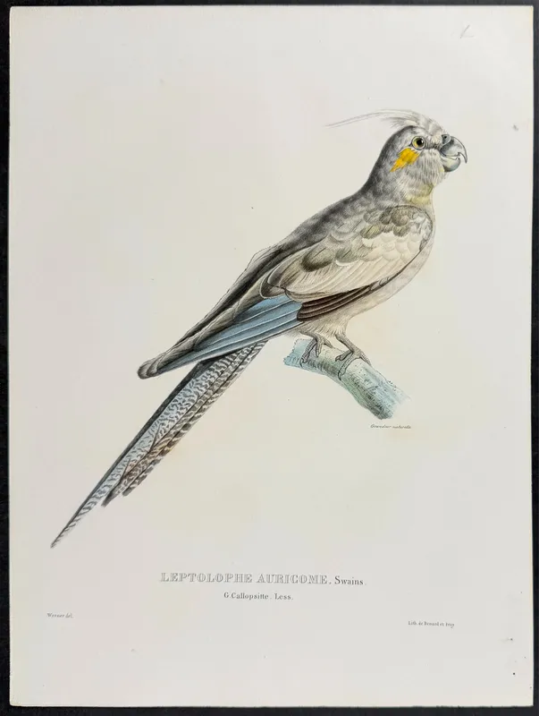 Bourjot Saint-Hilaire, Australia - Cockatiel [Leptolophe Auricome, Leptolophus Auricomis] from auction in Franklin, Tennessee