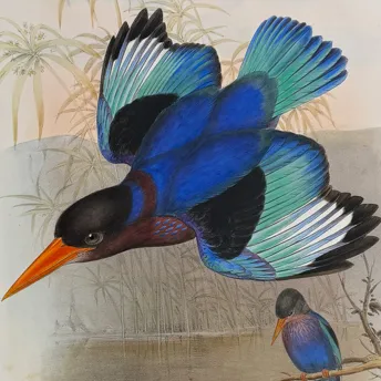 Antique Prints, Maps, & Books of Natural History, Botanicals, & More