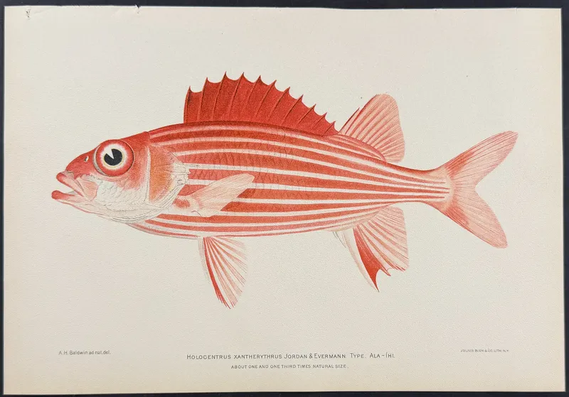 Bien, Hawaii - Ala-Ihi or Squirrelfish [Holocentrus Xantherythrus] from auction in Franklin, Tennessee