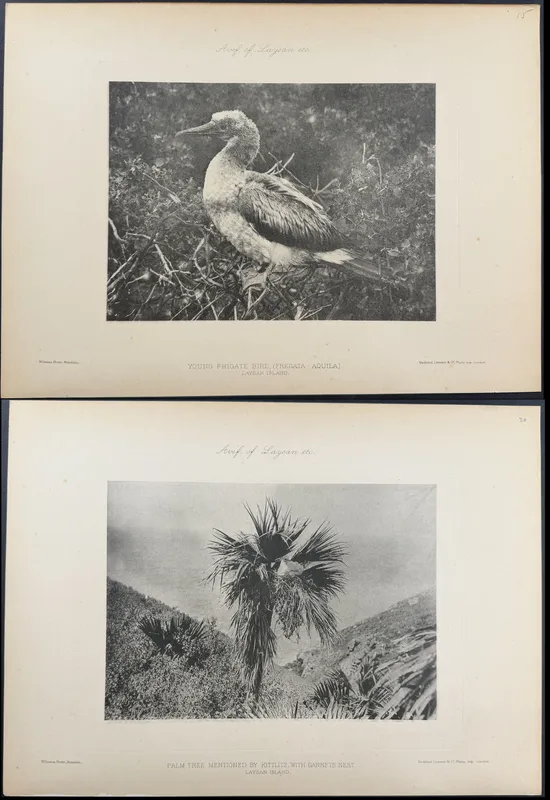 Rothschild & Keulemans, Hawaii - 10 Bird Lithographs from auction in Franklin, Tennessee
