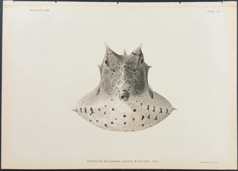 Bien, Hawaii - Boxfish [Ostracion Schlemmerei] from auction in Franklin, Tennessee