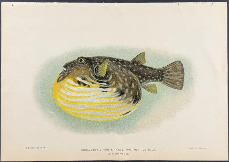 Bien, Hawaii - Muki-muki, Oopuhue or White-Spotted Puffer [Tetraodon Hispidus] from auction in Franklin, Tennessee