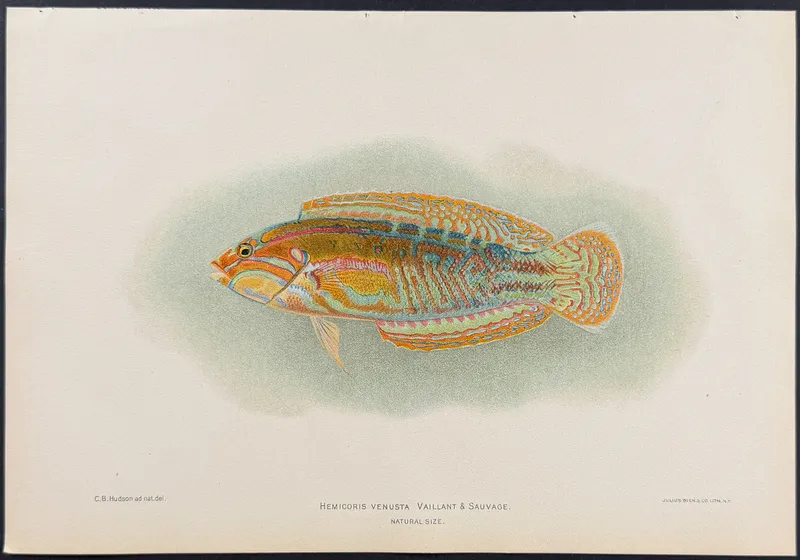 Bien, Hawaii - Fish [Hemicoris Venusta] from auction in Franklin, Tennessee