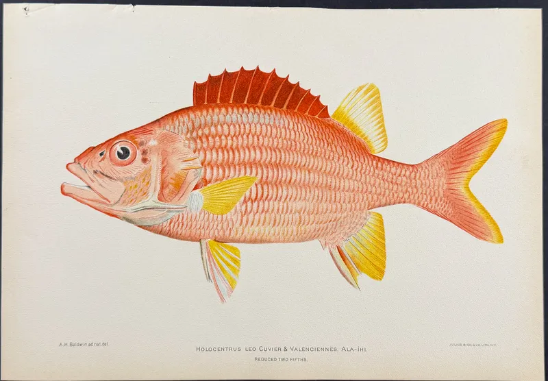 Bien, Hawaii - Ala-Ihi or Squirrelfish [Holocentrus Leo] from auction in Franklin, Tennessee