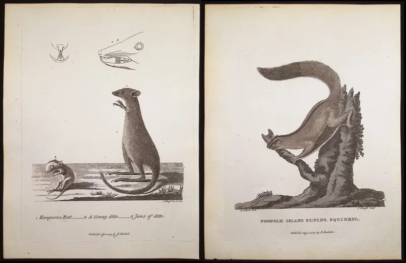 Philip, Australia - 5 Mammal Engravings from auction in Franklin, Tennessee
