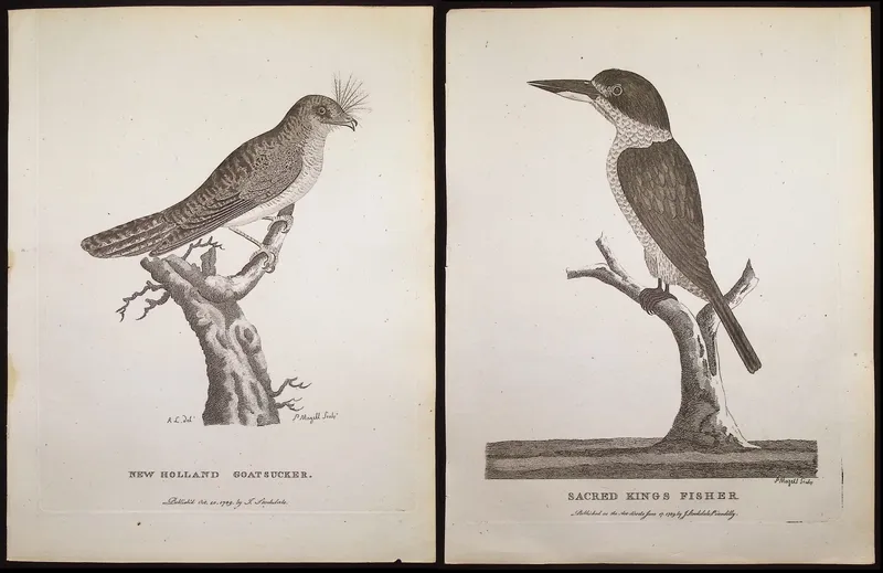 Philip, Australia - 4 Bird Engravings from auction in Franklin, Tennessee