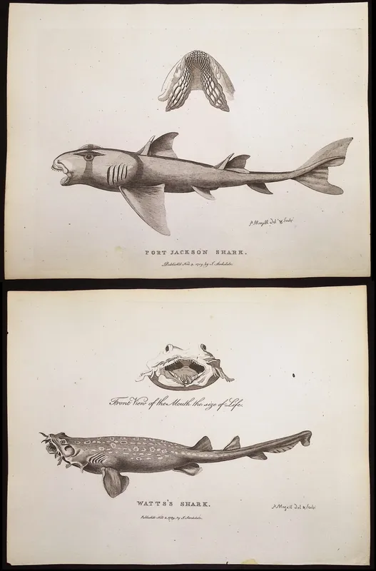 Philip, Australia - 3 Fish or Shark Engravings from auction in Franklin, Tennessee