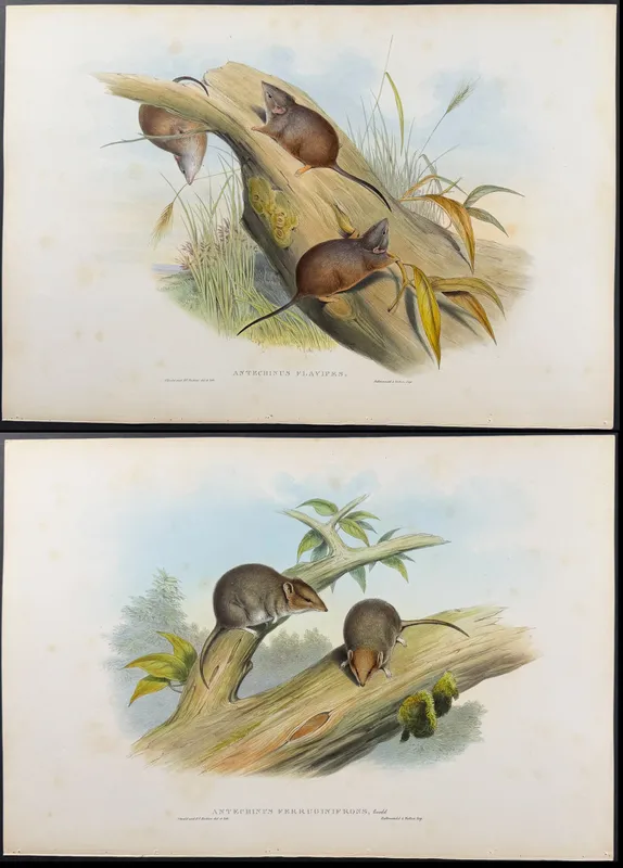 Gould, Australia - 5 Rodent Lithographs: Rat, Mouse, Antechinus from auction in Franklin, Tennessee