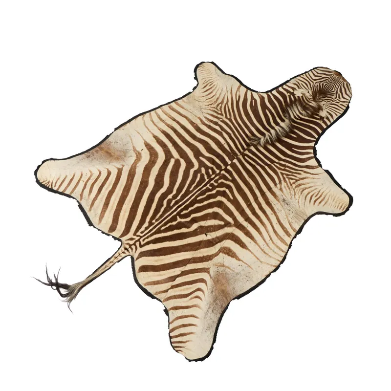Zebra Skin Rug 11'3"x6'10" from auction in Saint Paul, Minnesota