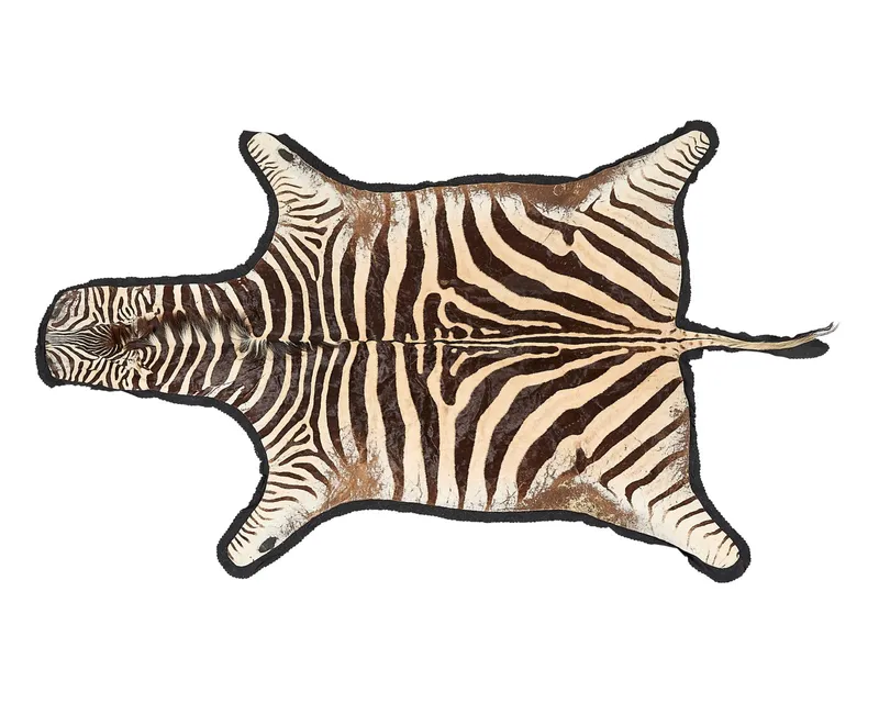 Zebra Skin Rug 10'10" x 6'8" from auction in Saint Paul, Minnesota