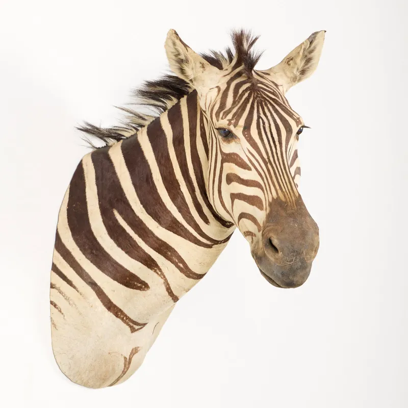 Plains Zebra Shoulder Mount Taxidermy from auction in Saint Paul, Minnesota