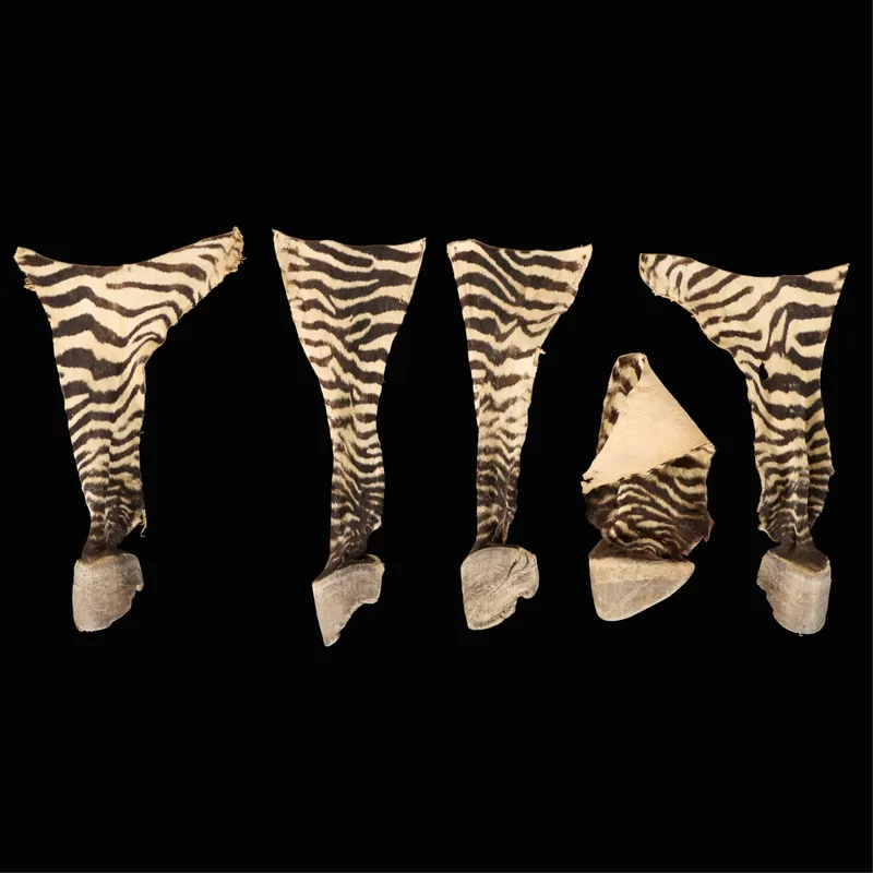 5 Zebra Hooves from auction in Saint Paul, Minnesota