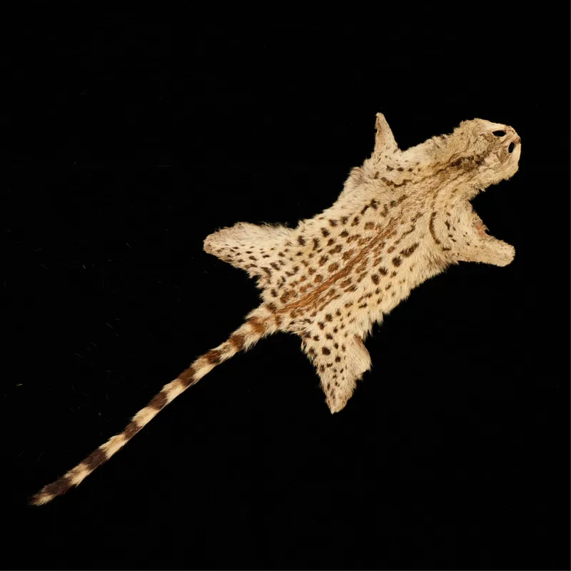 Genet Pelt from auction in Saint Paul, Minnesota