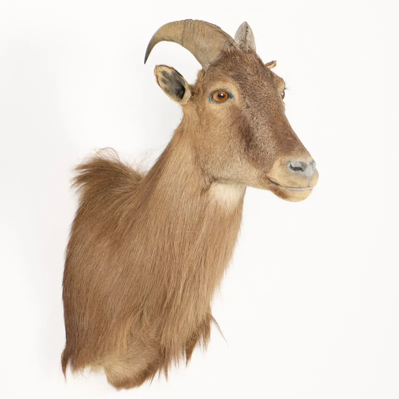 Himalayan Bull Tahr NZ Shoulder Mount from auction in Saint Paul, Minnesota