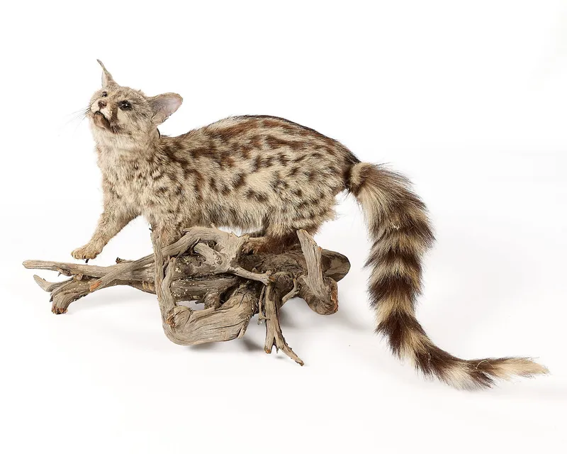Genet Full-Body Habitat Mount from auction in Saint Paul, Minnesota