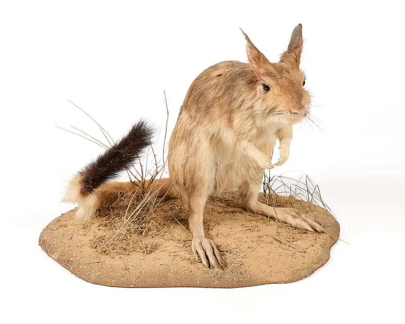 South African Springhare Taxidermy Habitat Mount from auction in Saint Paul, Minnesota