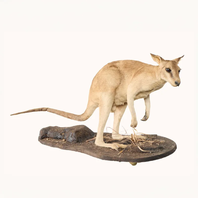 Agile Wallaby Full Body Habitat Mount from auction in Saint Paul, Minnesota