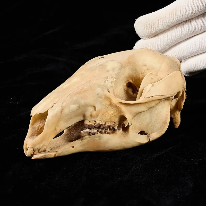 Wallaby Skull from auction in Saint Paul, Minnesota