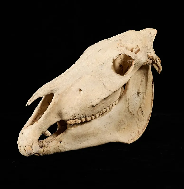 Burchell's Plains Zebra Skull from auction in Saint Paul, Minnesota