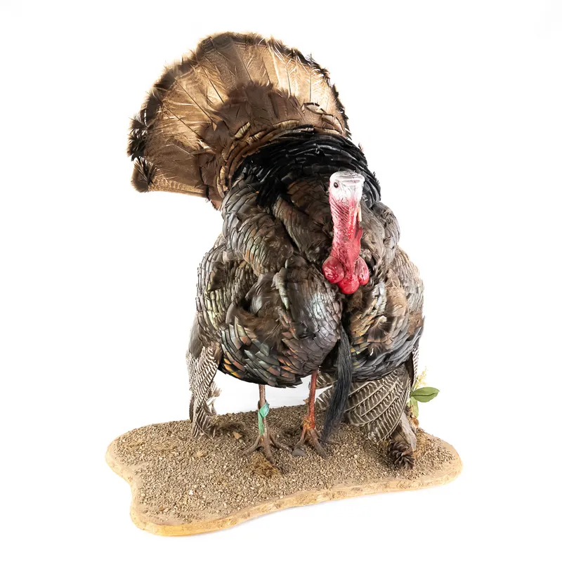 Full Strut Wild Turkey Taxidermy Mount from auction in Union, Illinois