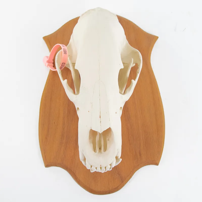 Genuine 20" Kodiak Bear Skull With Tag from auction in Union, Illinois