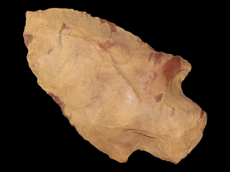 2 1/2" Abby, Florida from auction in Quincy, Illinois